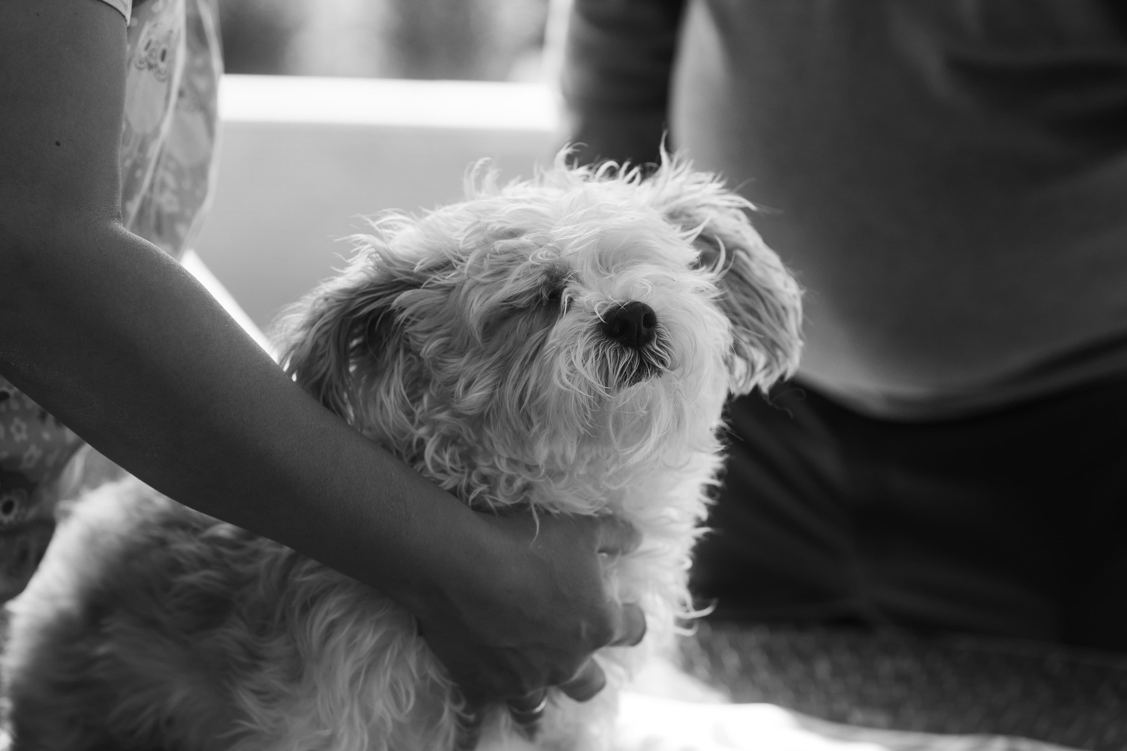 Gia holding the puppy gently while they get set up for the visit, the puppy is relaxed and calm. Photo in black and white.