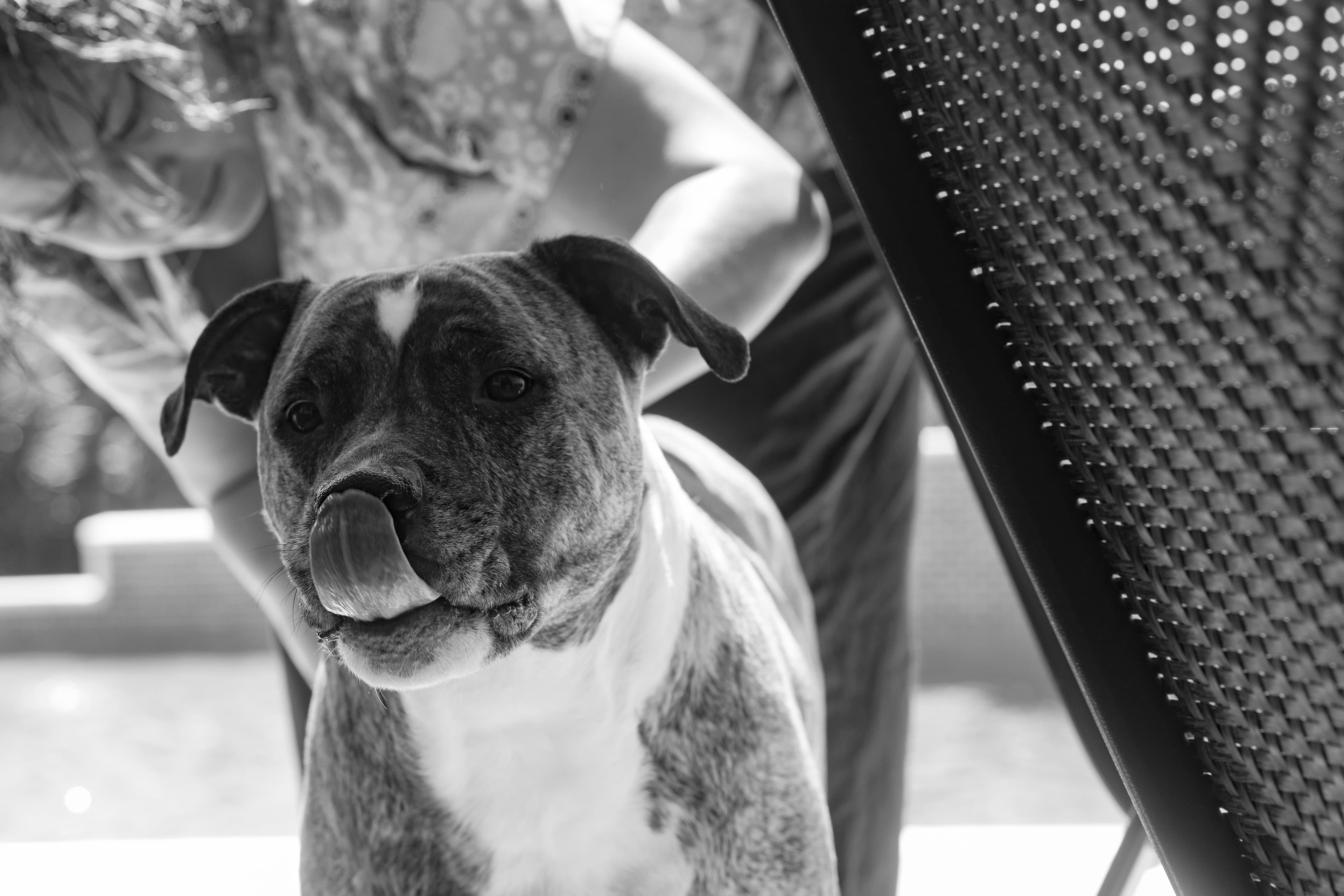 A calm and relaxed puppy having his skin inspected outside, puppy licking his nose. Photo in black and white.