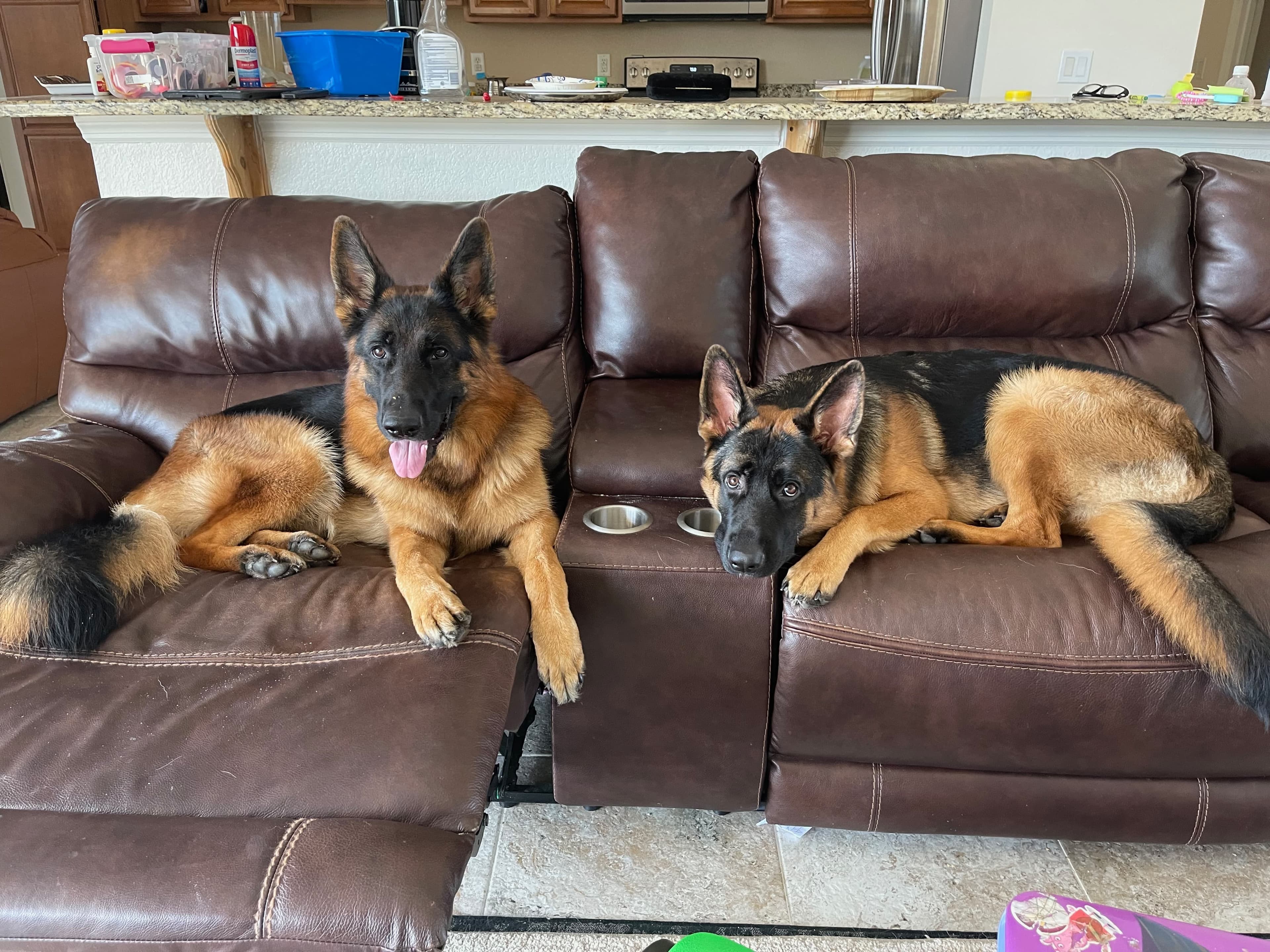 Two brown and black German Shepard's on a couch looking towards the camera.